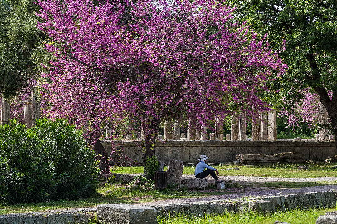 Traveler sitting under a blooming tree in Olympia, Greece 