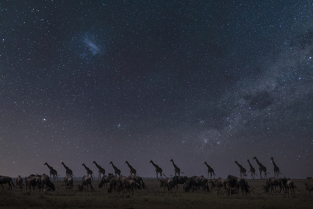 Silhouetted giraffes beneath a starry sky and Milky Way.