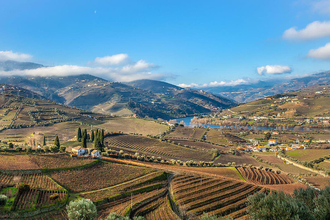 Vineyards in the Douro Valley during winter