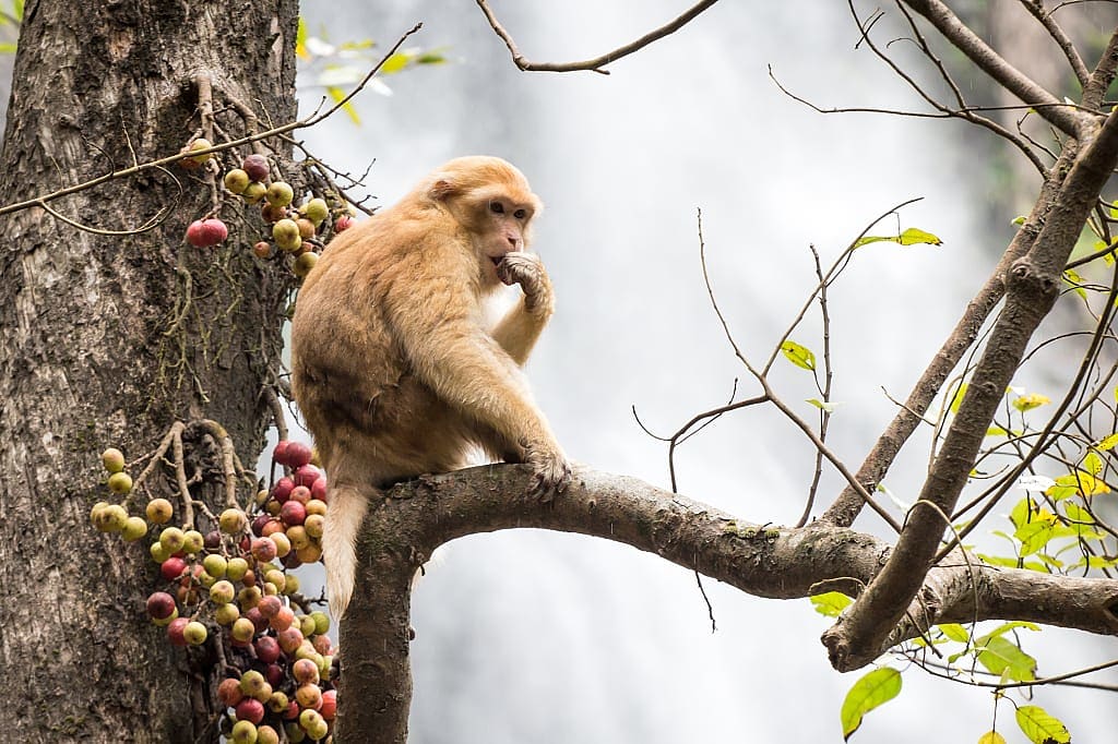 Monkey eating fruit on a tree branch in front of waterfall at Khlong Lan National Park, Thailand
