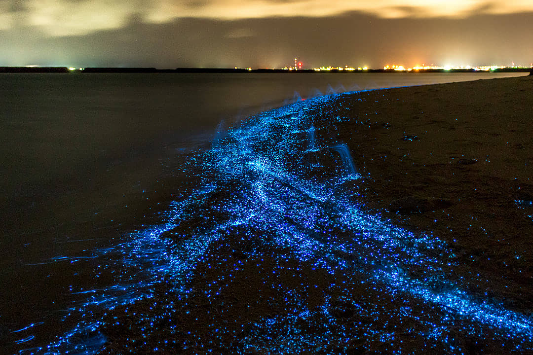 Sea of Stars on Vaadhoo Island, Maldives
