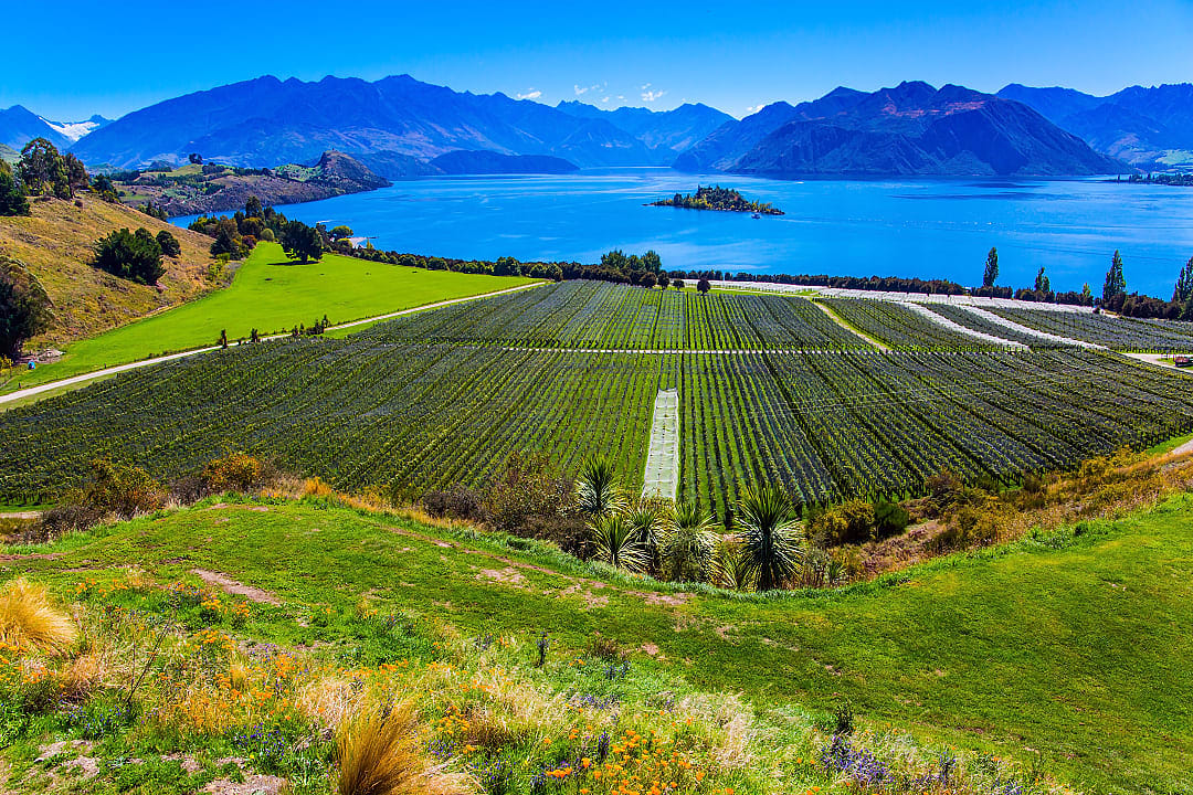 Wanaka Vineyards, South Island, New Zealand