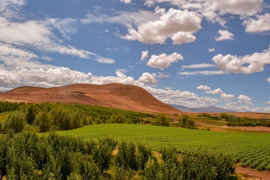 Vineyard and Olive Grove in Morocco