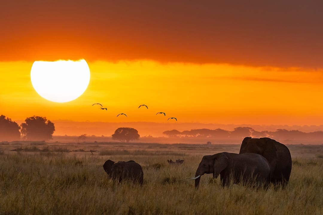 Amboseli National Park at sunset
