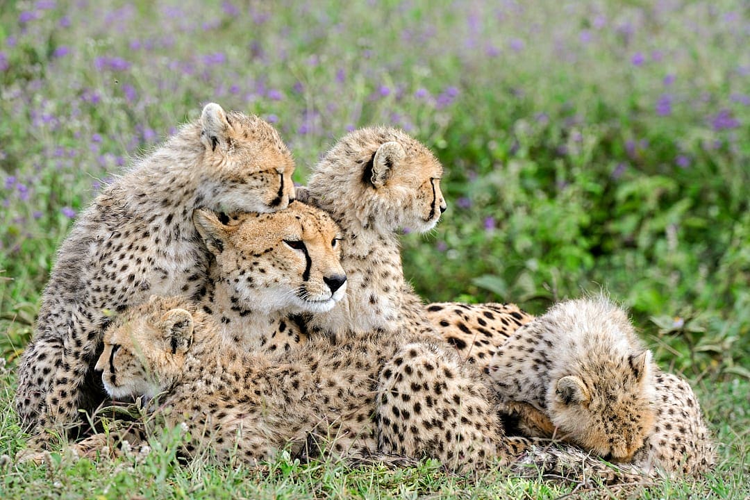 Serengeti National Park, Tanzania