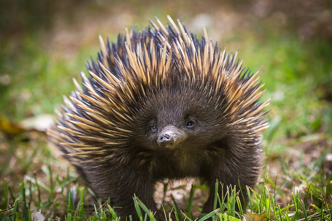 Short-beaked echidna foraging in tall grass, one of Australia’s rare egg-laying mammals.
