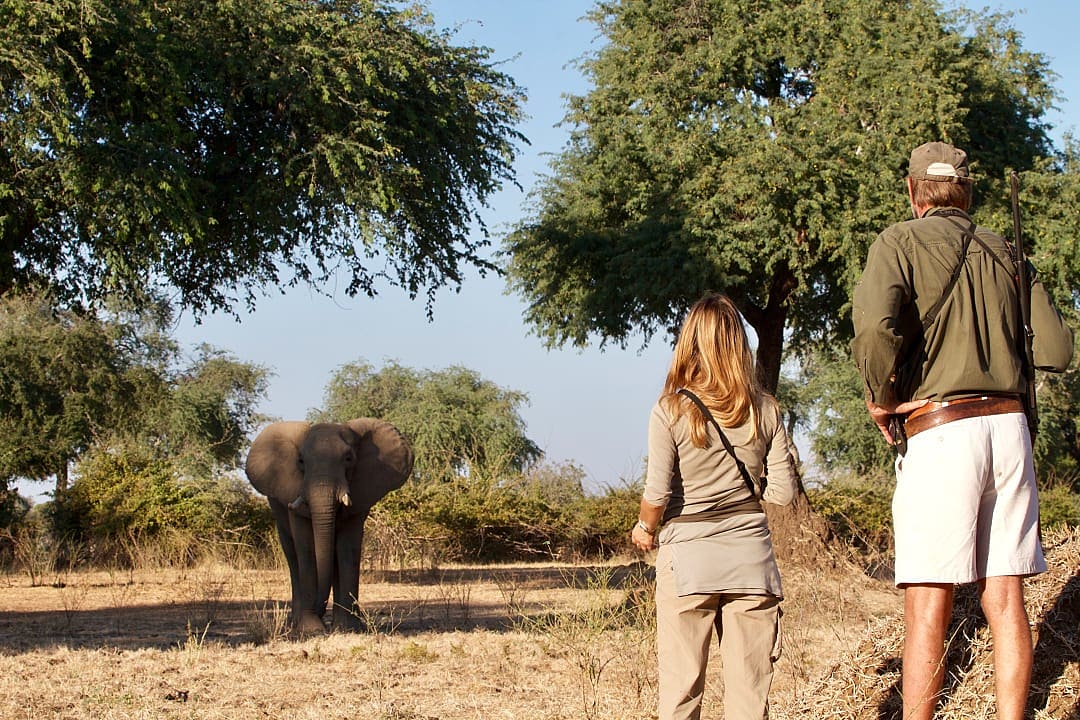 Two travelers observe an elephant during a guided walking safari.