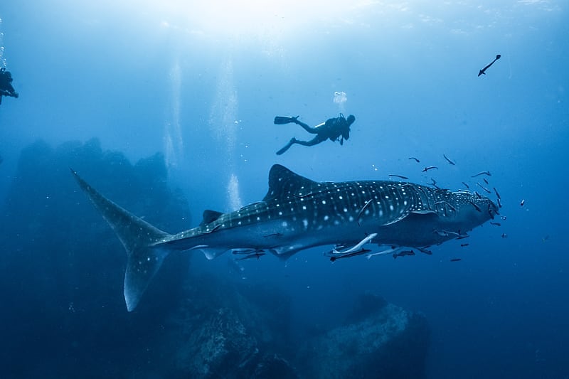 Whale shark in the coast of Panama