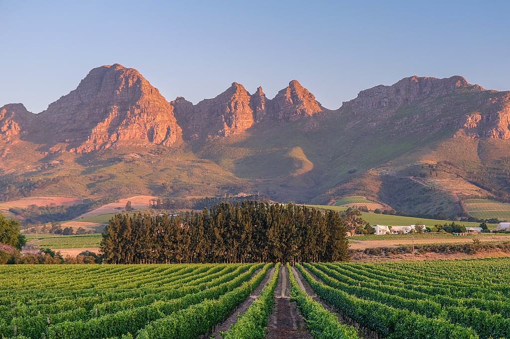 Vineyards in Stellenbosch, South Africa