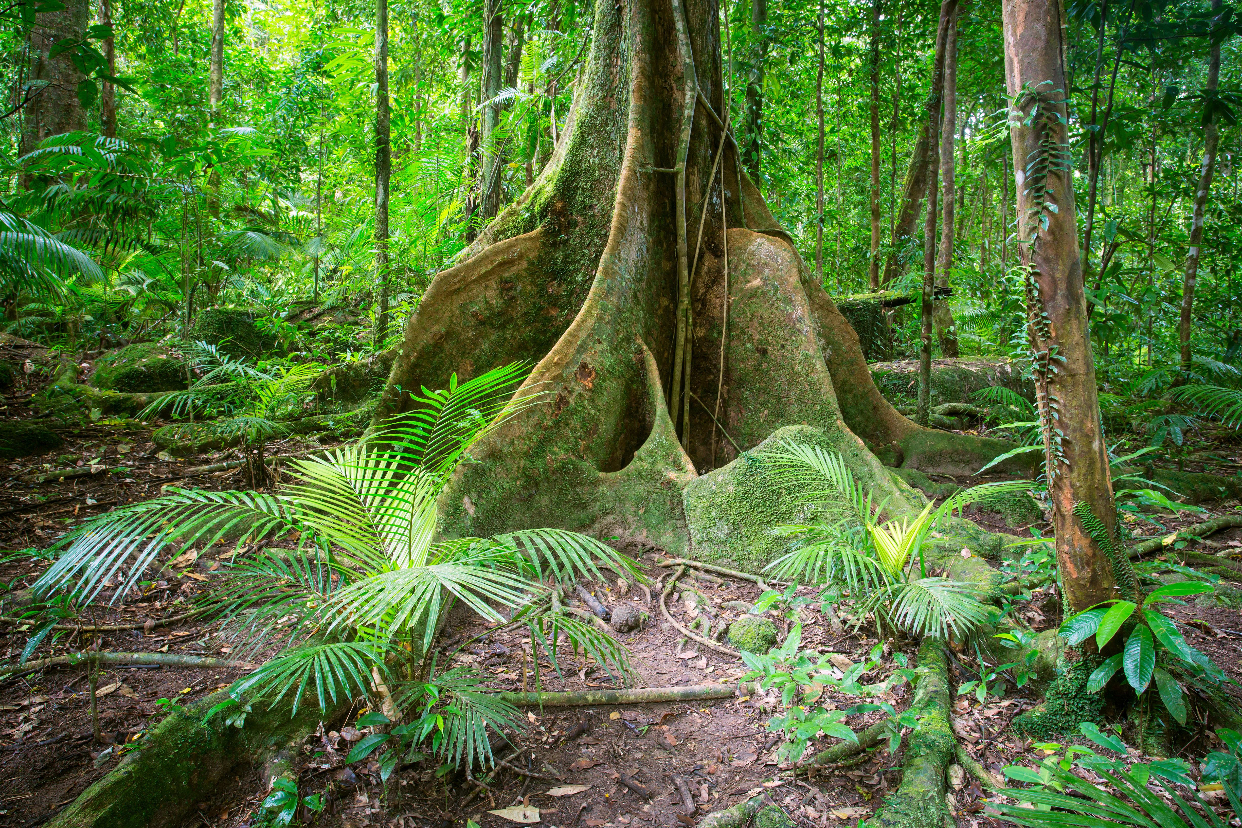Daintree National Park, Australia