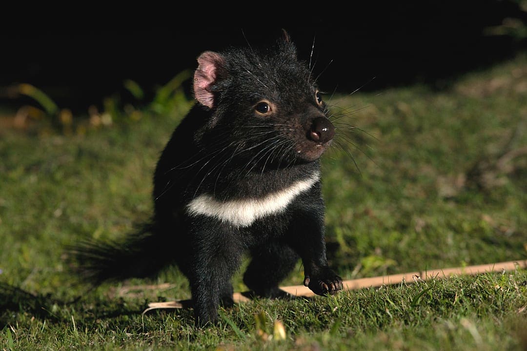 Tasmanian devil on Maria Island in Tasmania, Australia