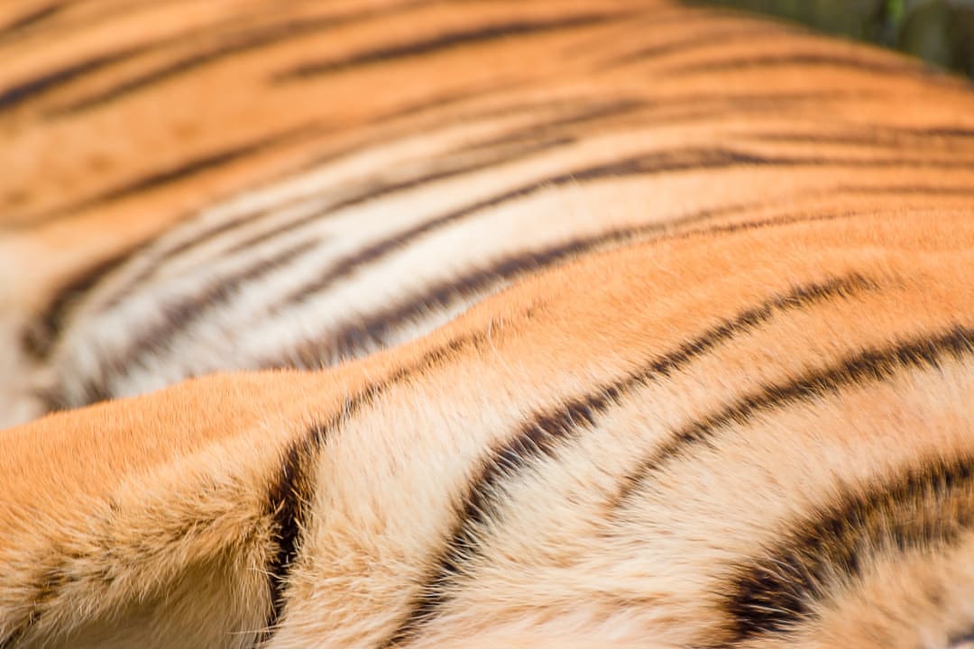 Suman Tiger, Indonesia.