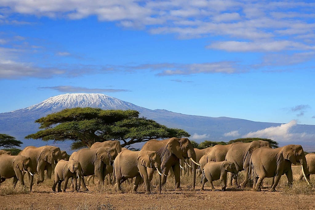Herd of elephants with view of Mount Kilimanjaro in Amboseli National Park, Kenya