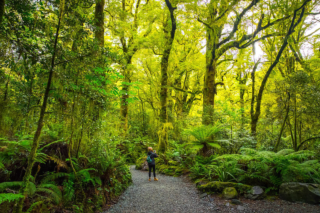 Track at the Chasm fall in Milford track, New Zealand