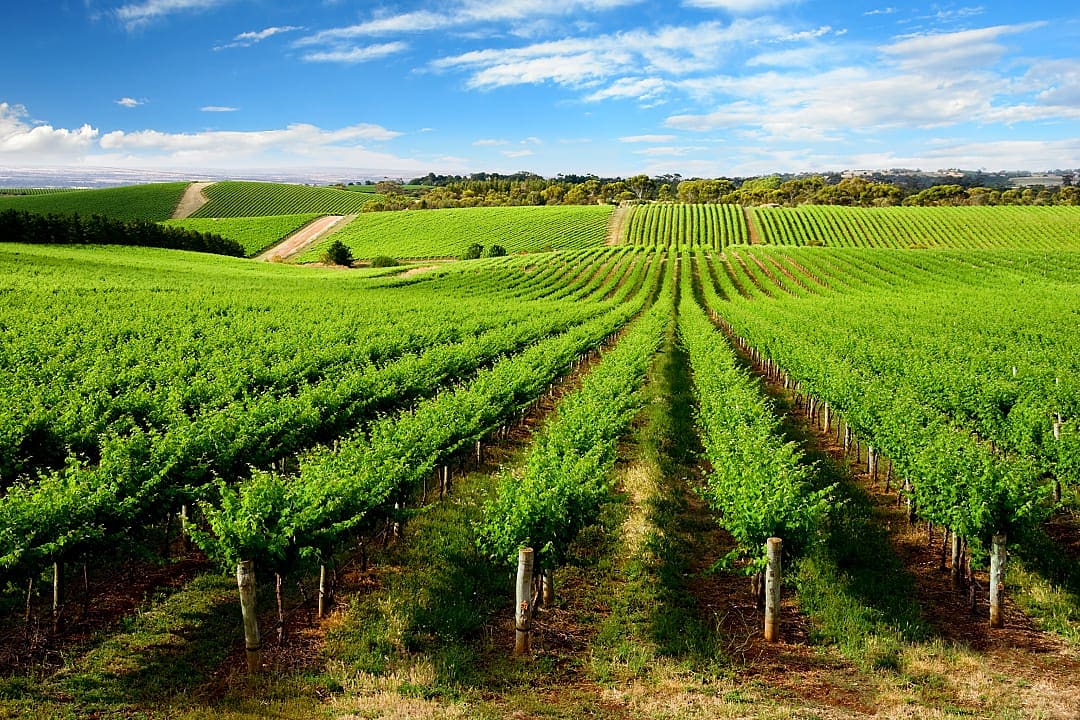 Beautiful vineyard in Adelaide, Australia