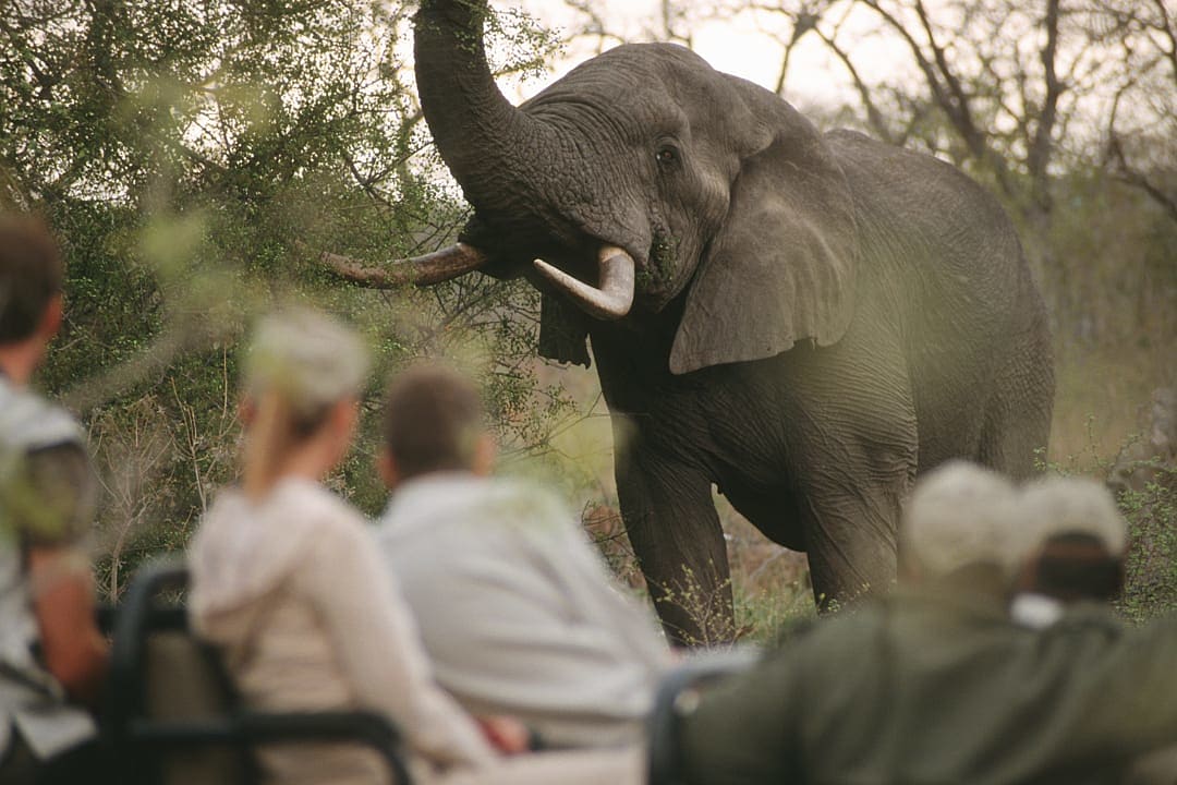 Close wildlife encounter with an African elephant on a safari game drive.