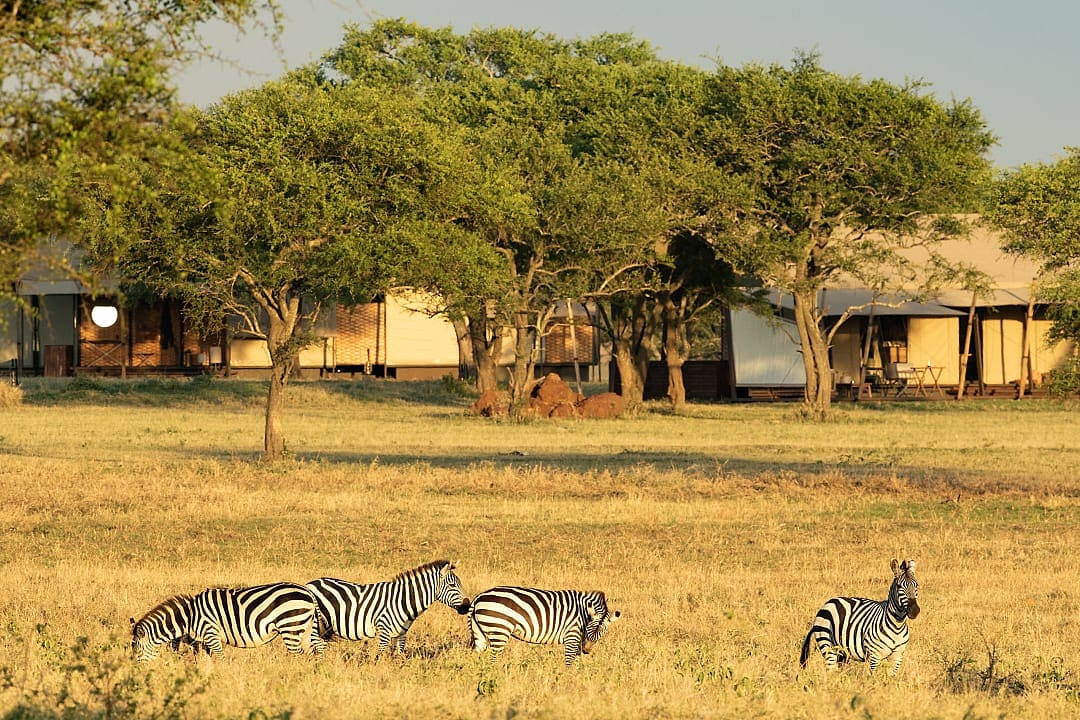 Zebras grazing at Singita Sabora Tented Camp in Tanzania