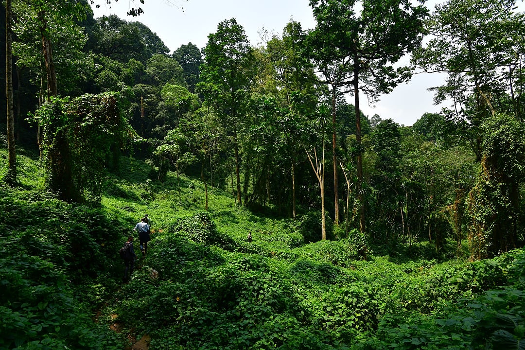 Bwindi Impenetrable Forest National Park, Uganda