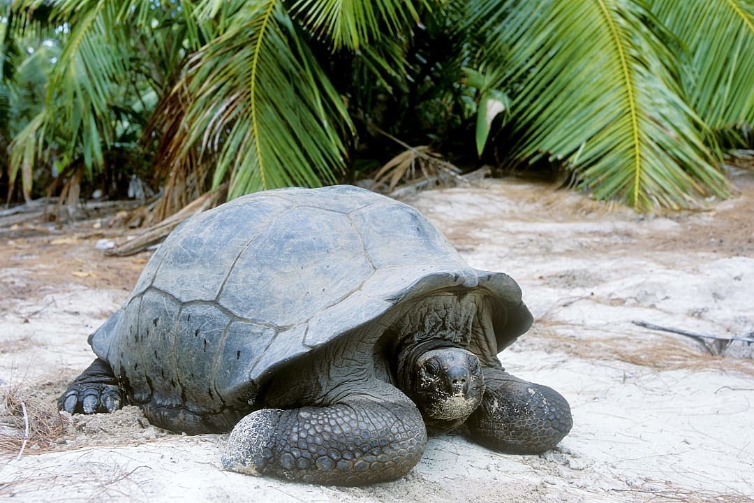 Aldabra giant tortoise, native to the Seychelles.