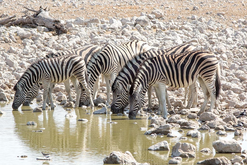 Ongava Private Game Reserve, Namibia