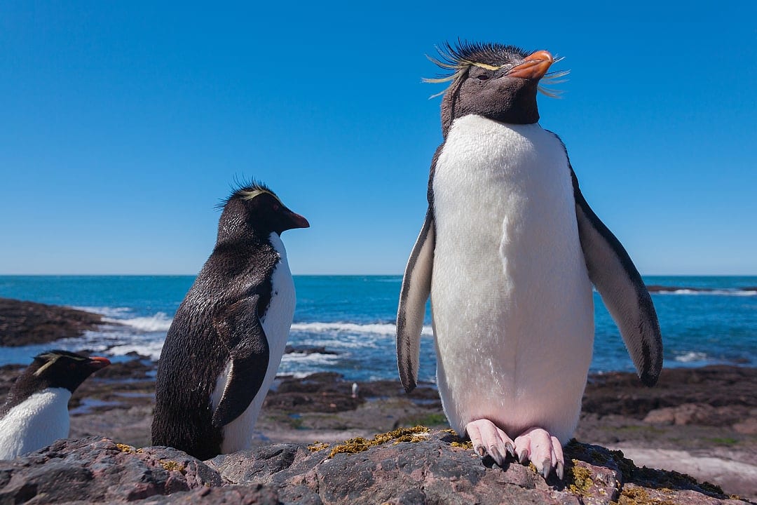 Rockhopper penguins in Puerto Deseado, Argentinian Patagonia