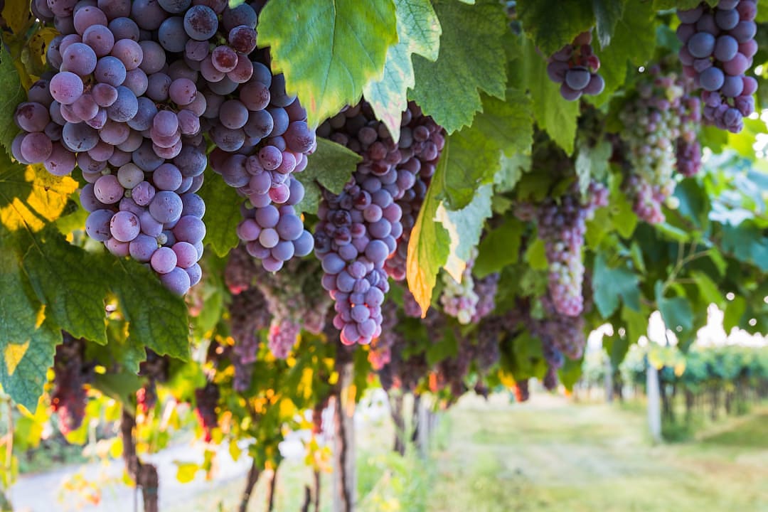 Merlot grapes bunches in Switzerland