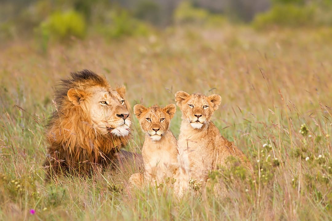 Lion in a grassland with his two young cubs