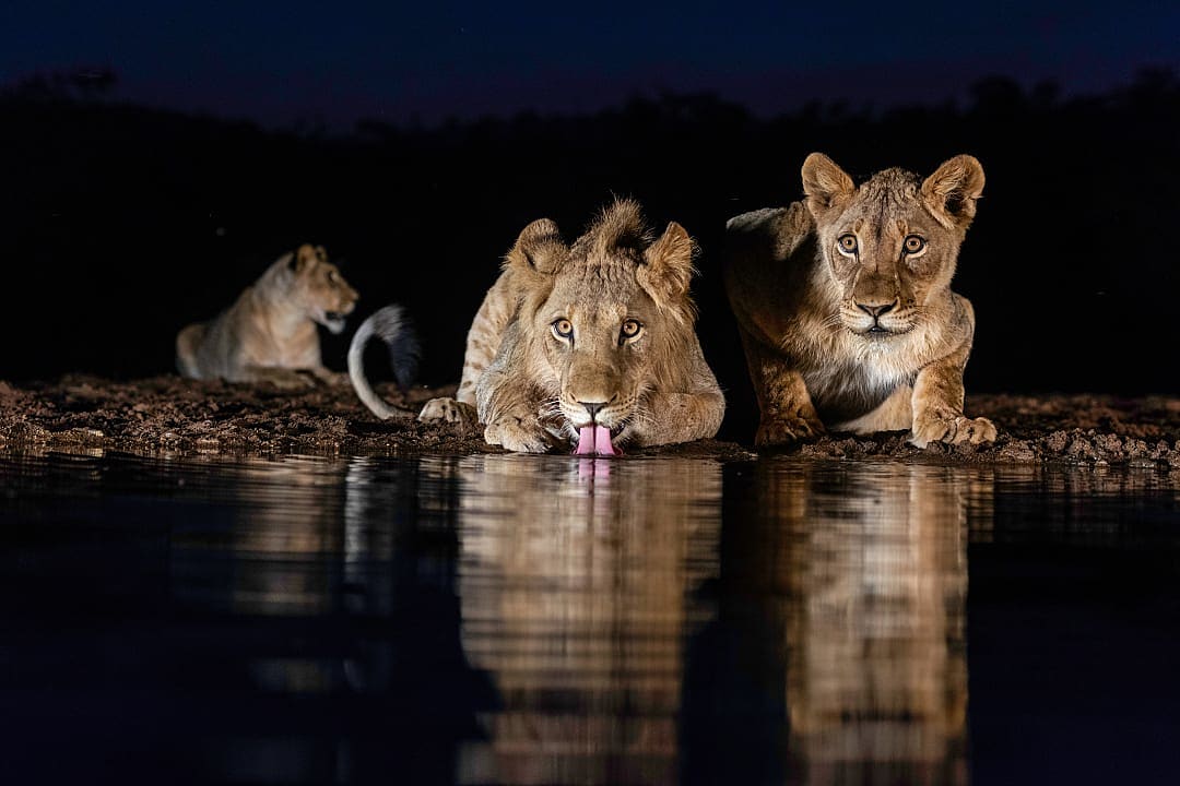 Lions at a watering hole during the night