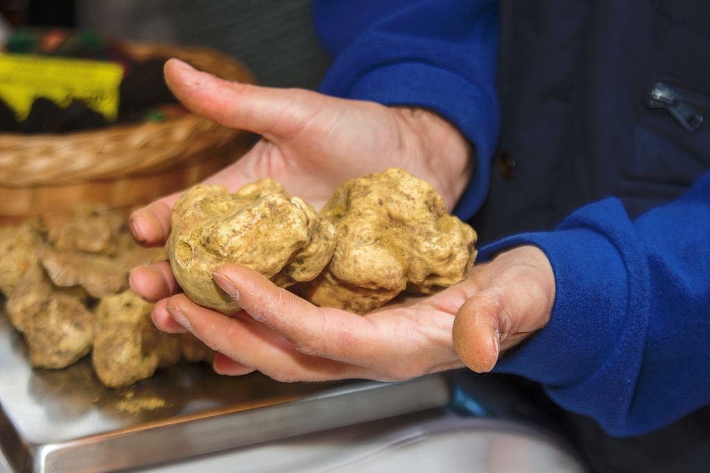White Piedmont truffles