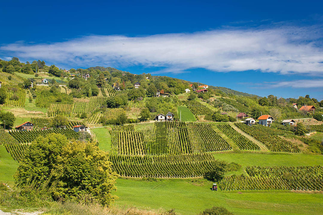 Vineyards in the hills of Croatia
