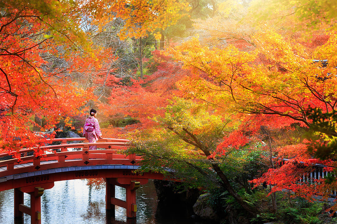 Woman in a kimono standing on a bridge surrounded by fall foliage in Japan