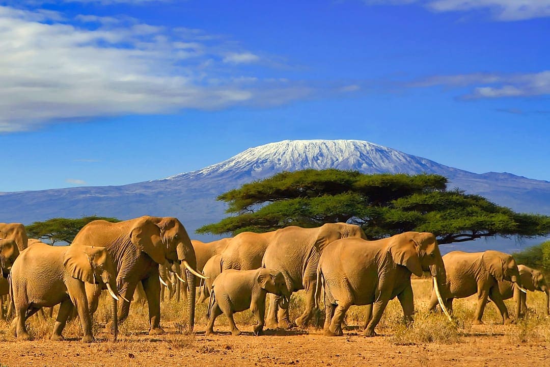 Amboseli National Park with Mount of Kilimanjaro in the background, Kenya