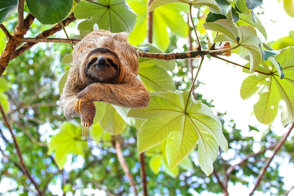 Sloth hanging in a tree in Costa Rica