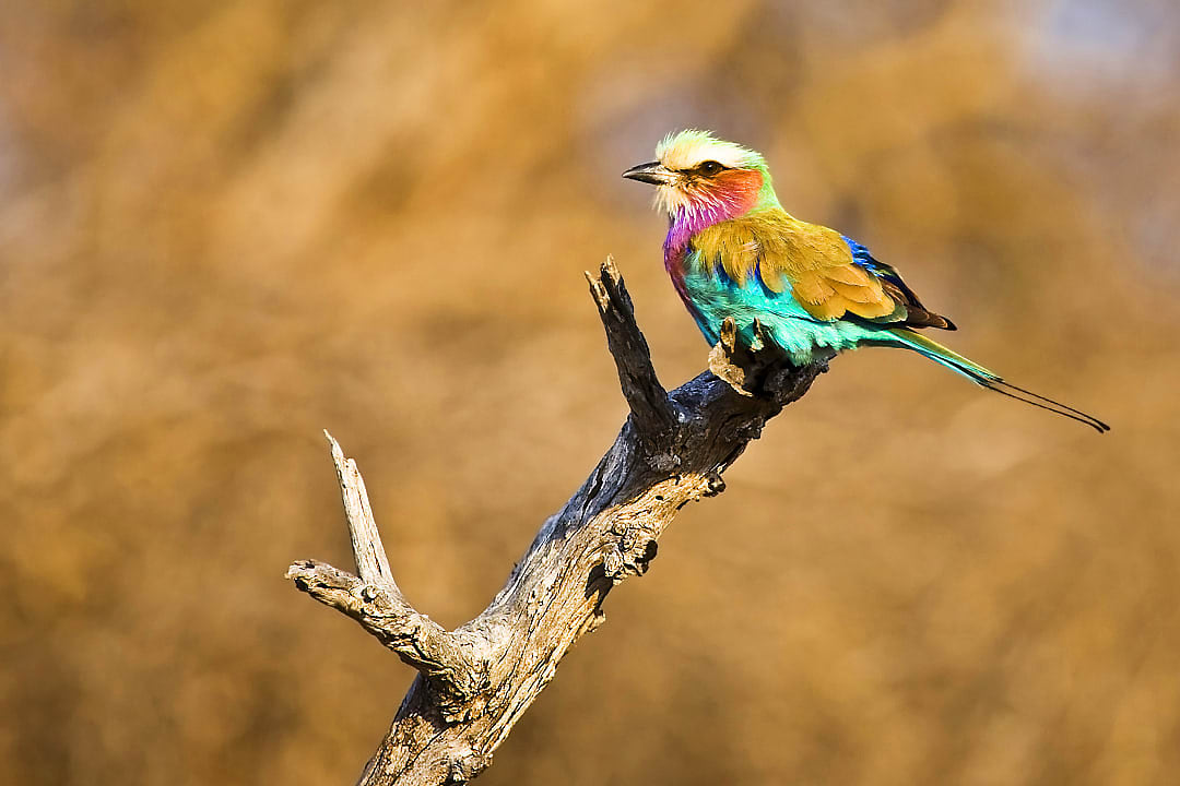 A colorful bird spotted during birdwatching season.