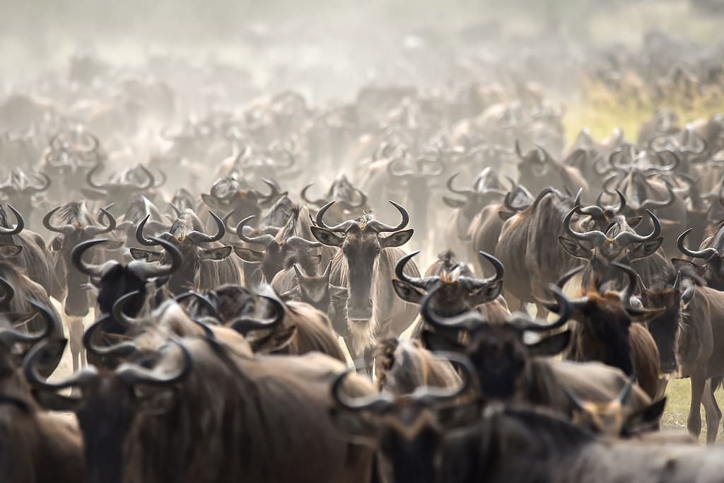 Wildebeest Great Migration in Tanzania