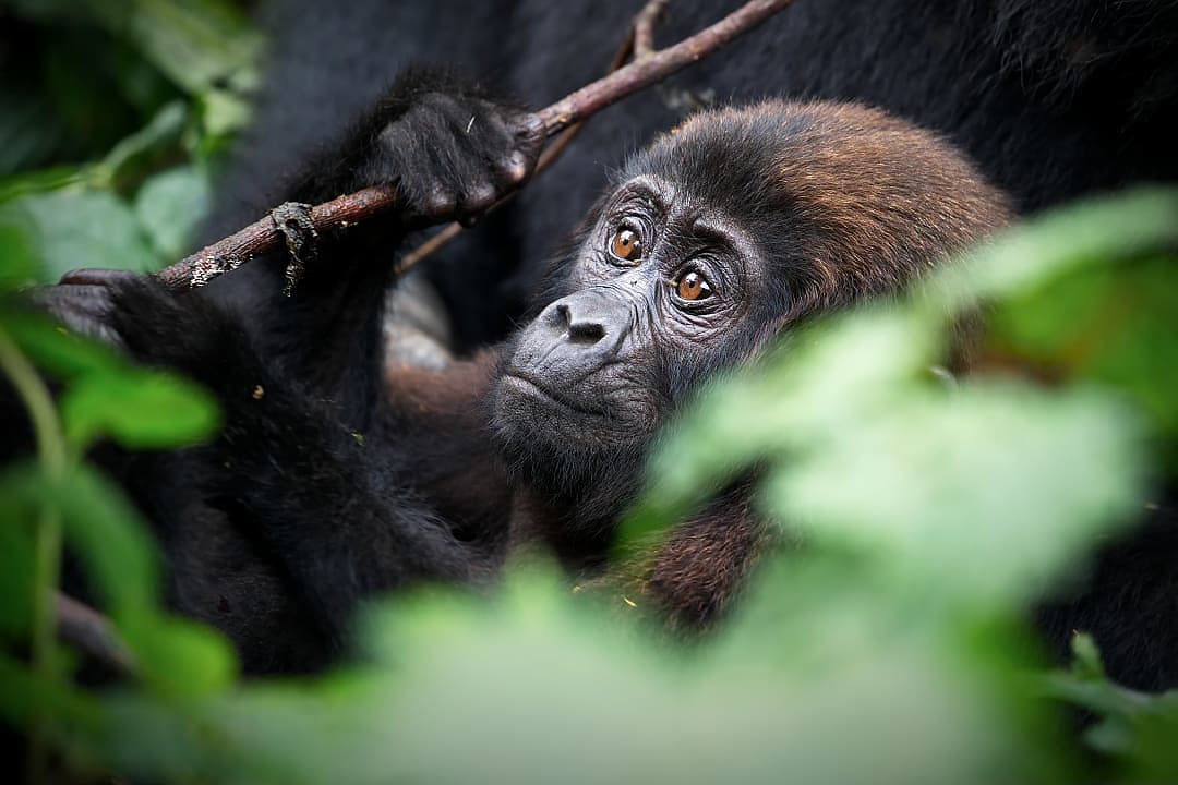 Baby mountain gorilla in Bwindi Impenetrable Forest, Uganda, surrounded by dense greenery