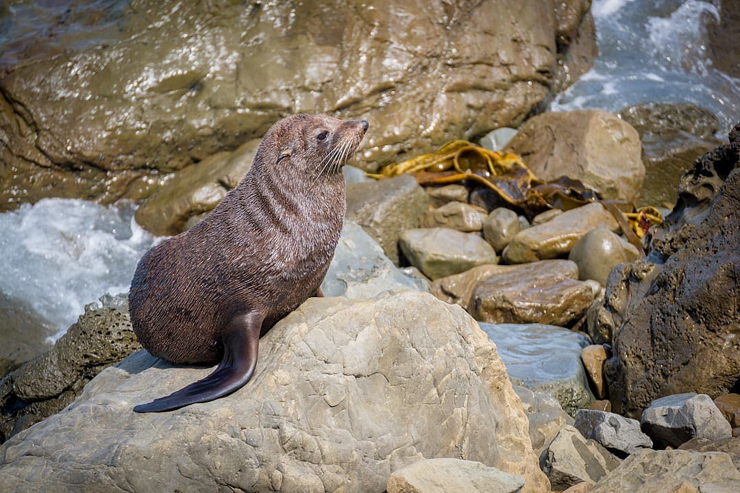 Fur seal rests on rocky shore beside crashing ocean waves.