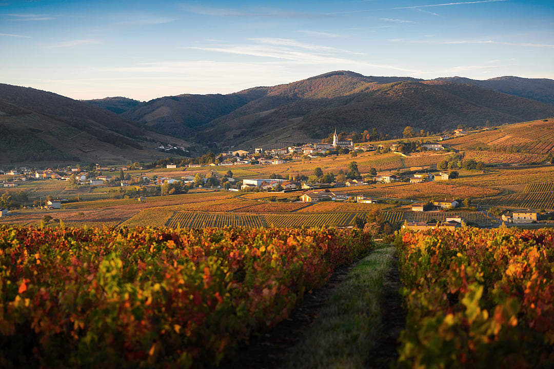 Scenic view of the Beaujolais vineyards at golden hour with a small village nestled among rolling hills in the Rhône-Alpes region of France.