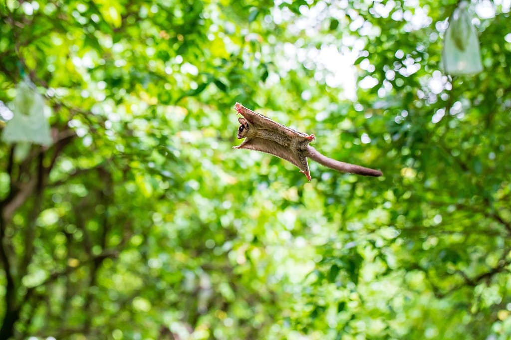 Sugar glider gliding between trees in Australia