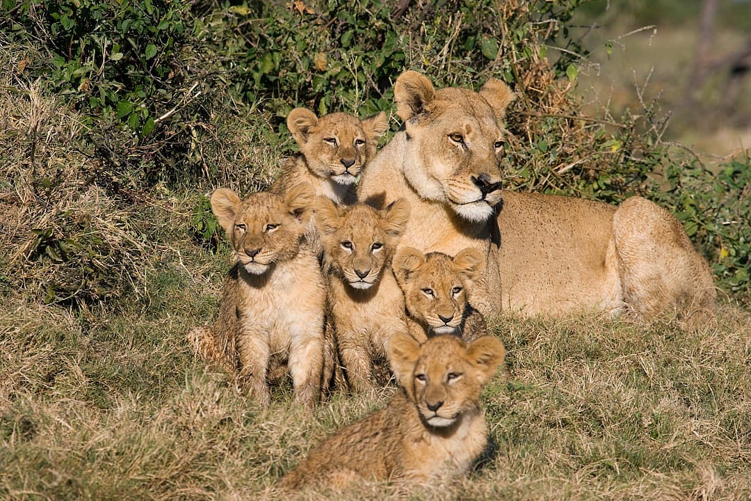 Lion pride in the Okavango Delta, Botswana