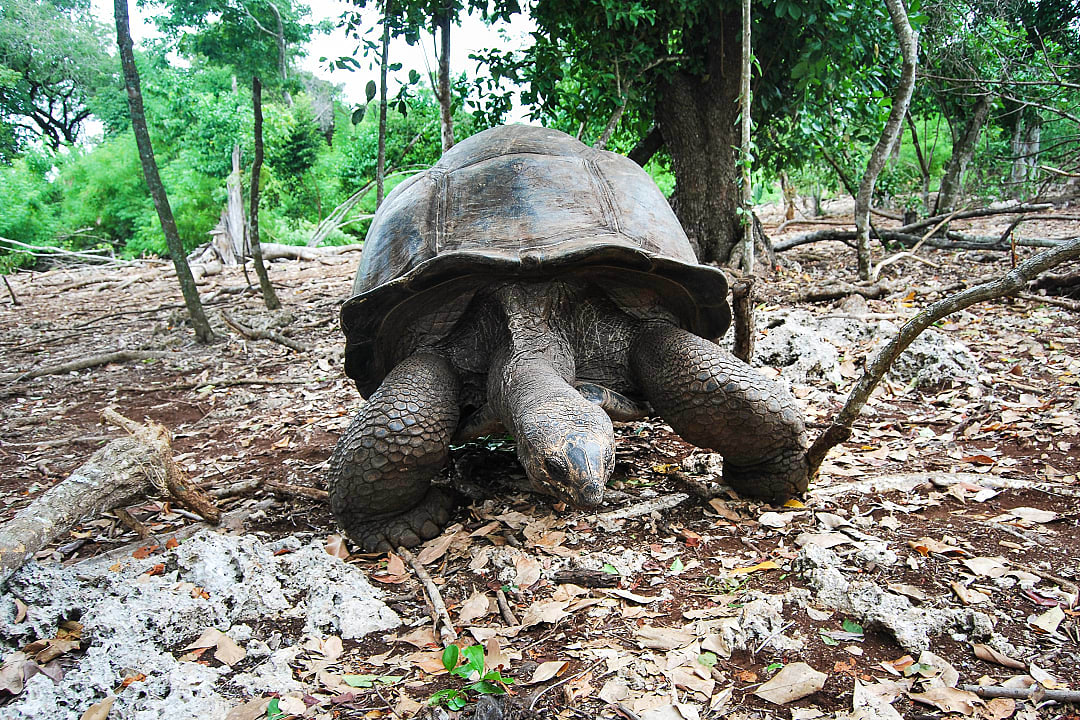 Aldabra tortoise on Changuu Island, Tanzania