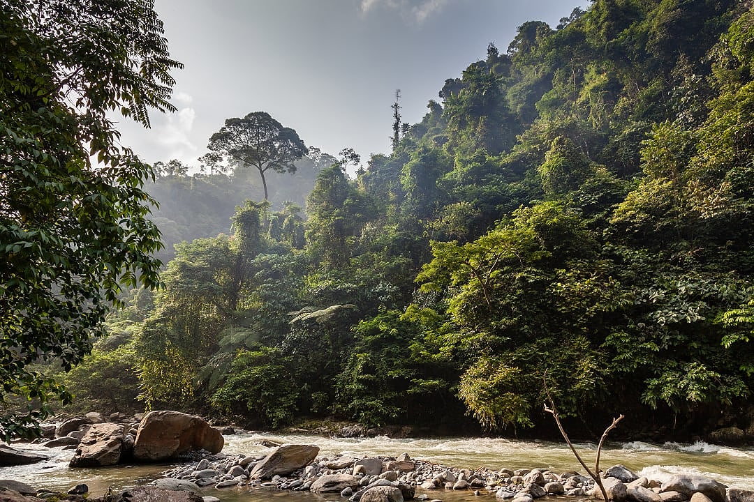 Gunung Leuser National Park, Indonesia.