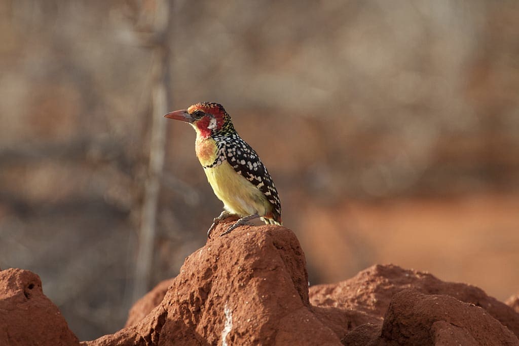 Red and yellow barbet in Tsavo East National Park, Kenya