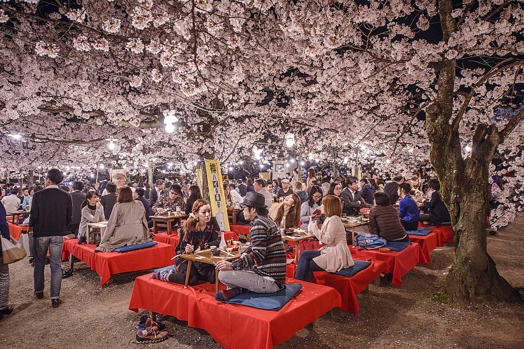 Partaking in seasonal nighttime Hanami festivals in Maruyama Park.
