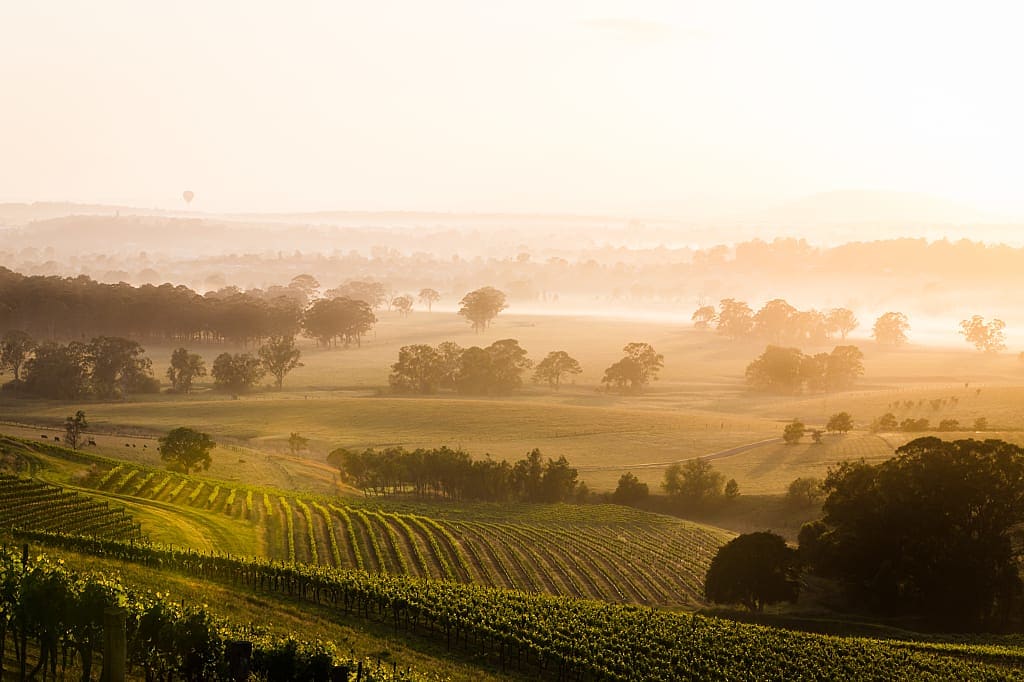 Fog rolling through vineyards in Hunter Valley, Australia