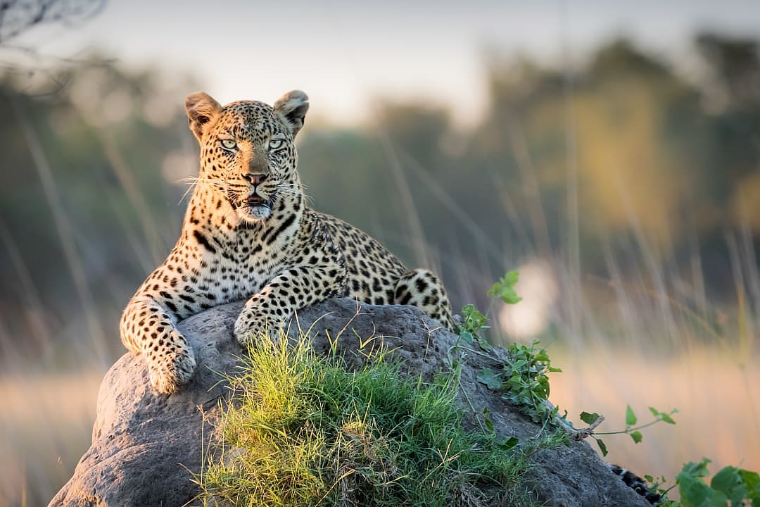 Female leopard in the Okavango Delta in Botswana