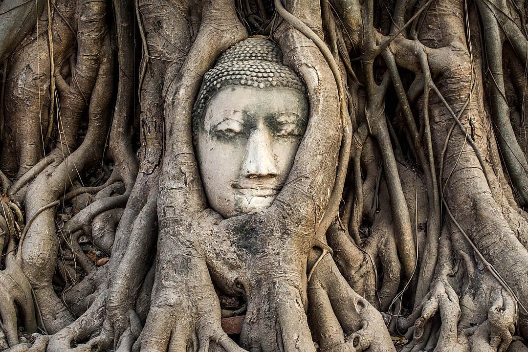 Buddha head entwined in the roots of a massive banyan tree, Ayutthaya, Thailand.