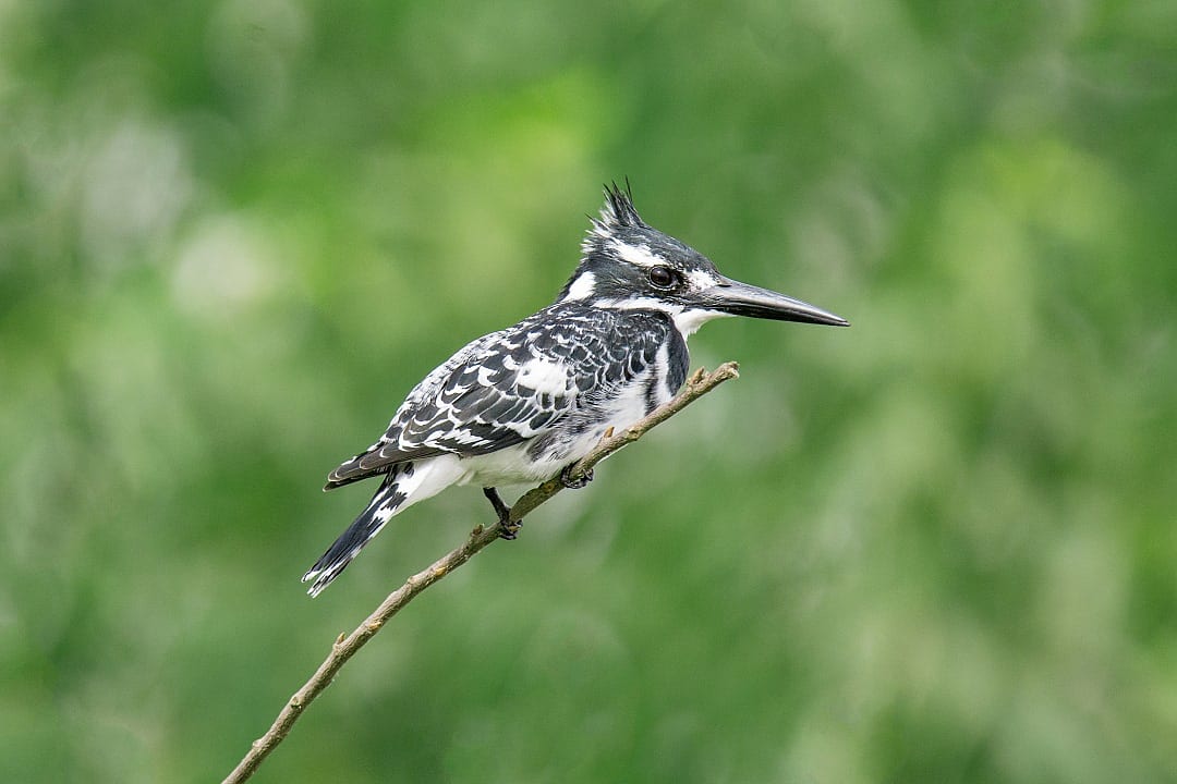 Pied Kingfisher around the Cataract Islands in  Aswan, Egypt