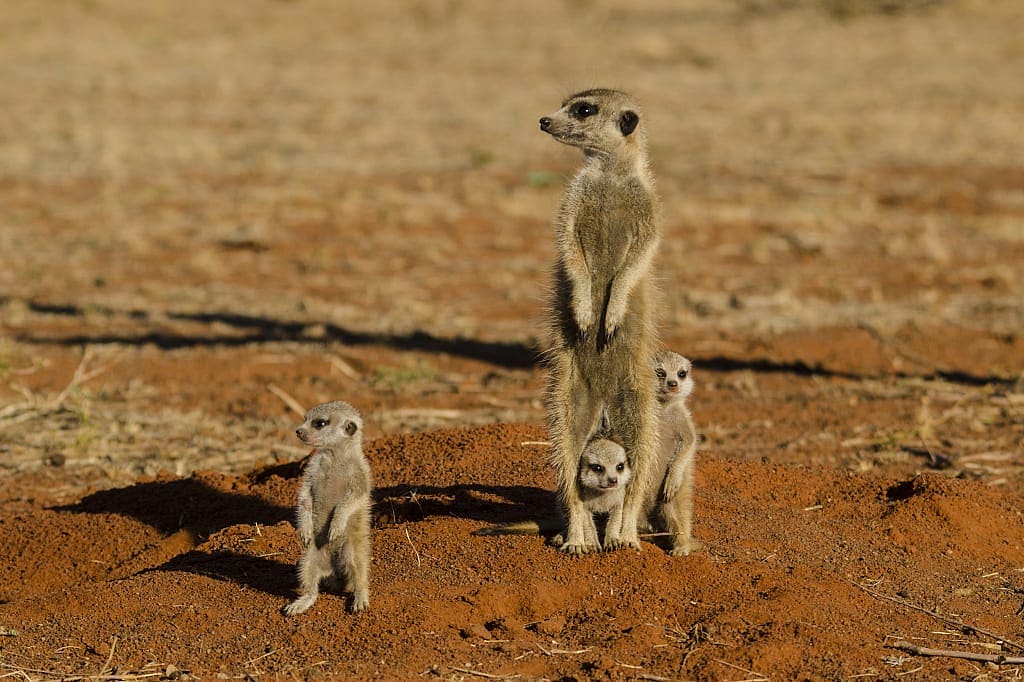Meerkats in Tswalu Kalahari Reserve, South Africa