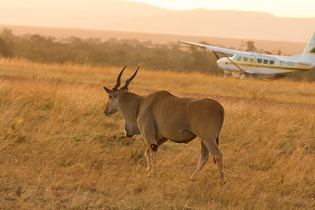 Masai Mara National Park, Kenya